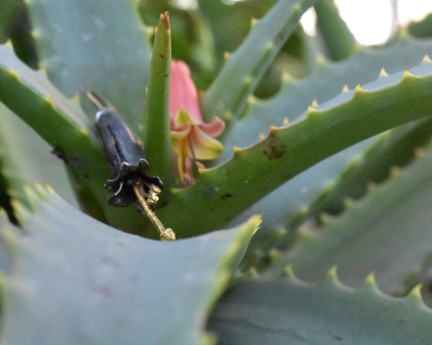 Aloe Earrings