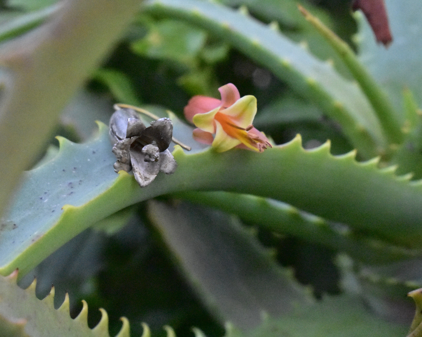 Aloe Earrings